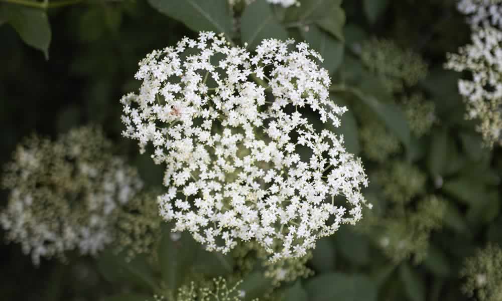 I Love Elderberry Soup – Naked Jam Ltd