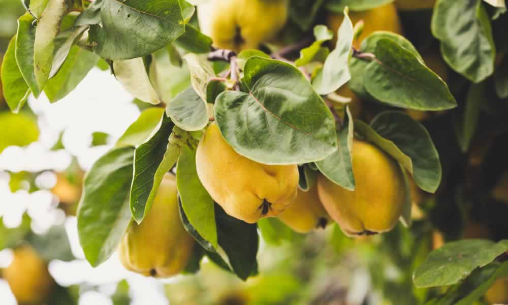 One day my Quince will Ripen! – Naked Jam Ltd