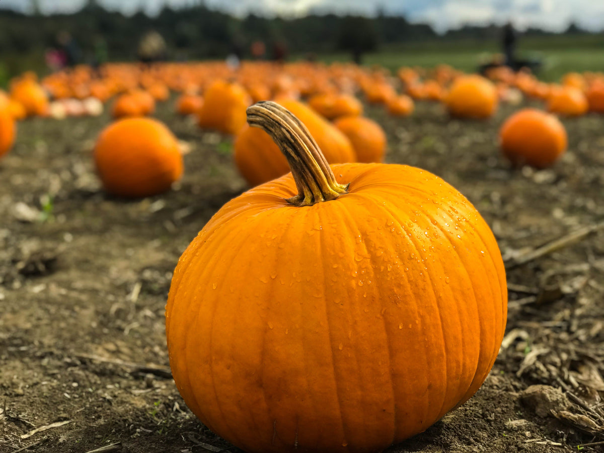 Homemade Pumpkin Jam Recipe | Naked Jam – Naked Jam Ltd