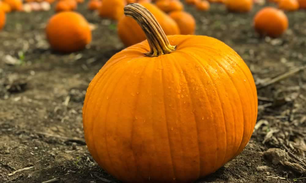 Pumpkin Soup – Naked Jam Ltd