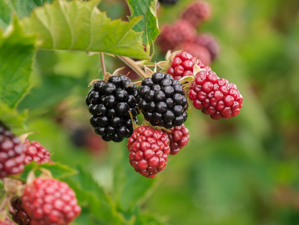 Foraged Blackberry Jam