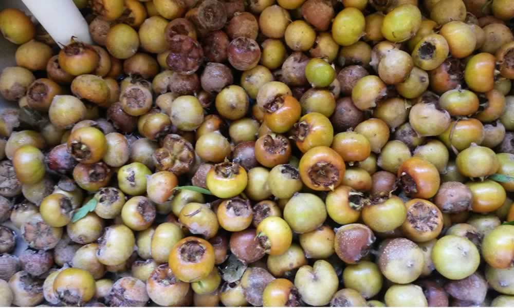 Medlar Jelly