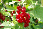 Redcurrants on a bush
